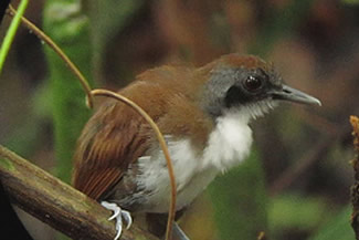 Witoormiervogel - Gymnopithys leucaspis Witoormiervogel - Gymnopithys leucaspis